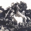 Cabres catalanes autóctones a la localidat de Camarasa (La Noguera), durant els anys 1930.